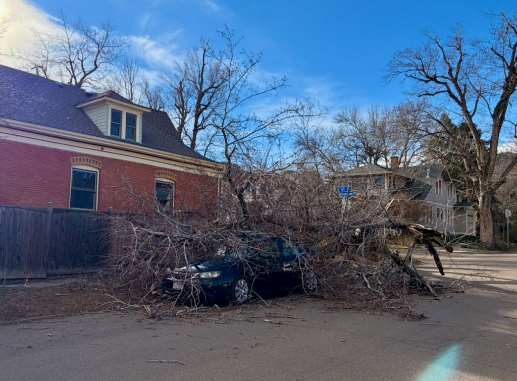 car with a tree fallen on it. 