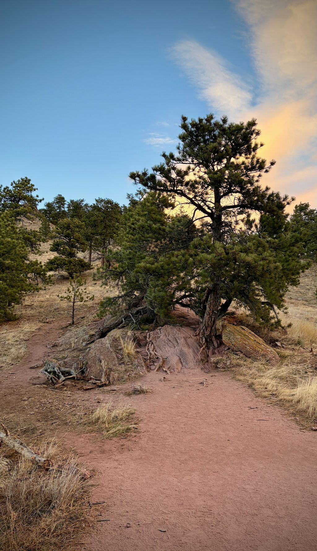 a boulder with a tree fallen on it.